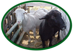 IDUL ADHA SEBENTAR LAGI, MENGINGATKAN PENTINGNYA “FORMULIR FIQHI QURBAN”